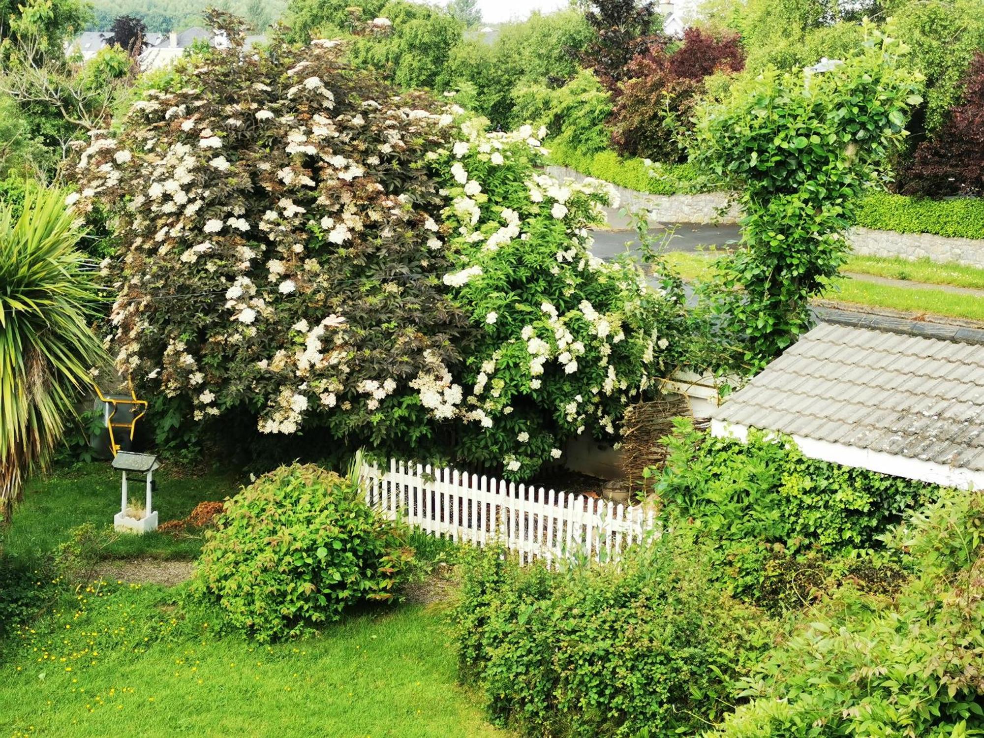 Balally House Frühstückspension Shannon